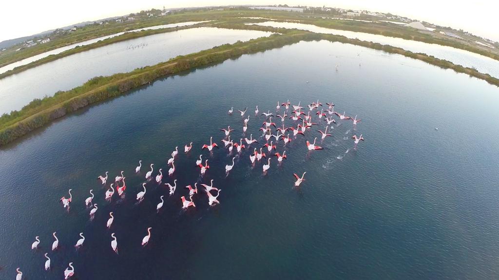 فندق ريال مارينا هوتل آند سبا Olhão المظهر الخارجي الصورة Flamingoes at the lake